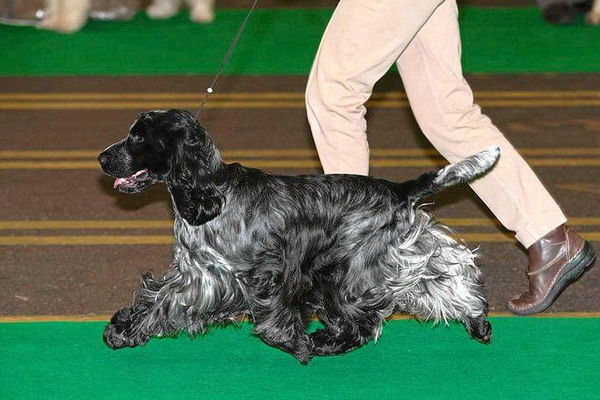 Nickel and Dimes Moskow Nigh (2011)